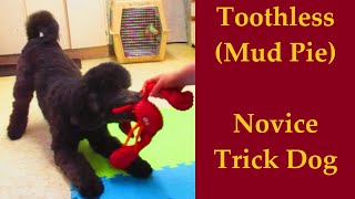 Novice Trick Dog  Toothless