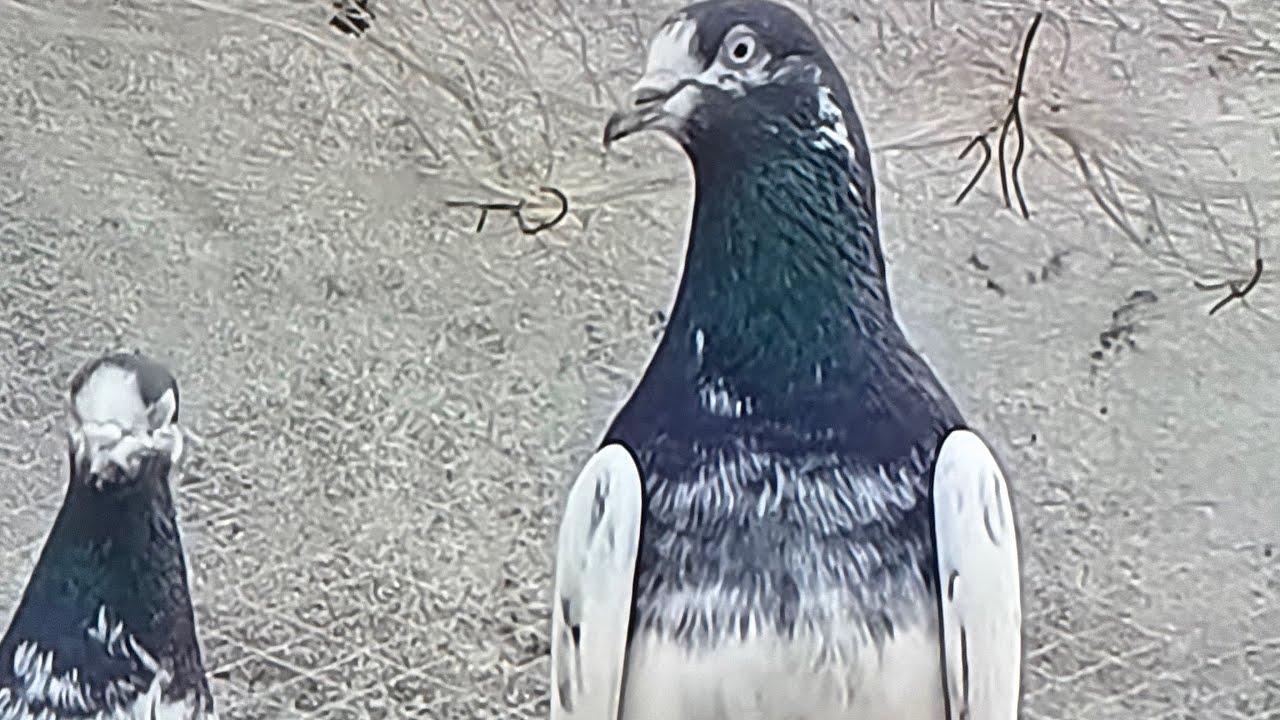 الحمام الباكستاني: تدرّج قوة الريش في الحمام الباكستاني🔥