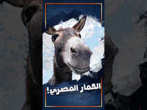 مليون حمار مصري