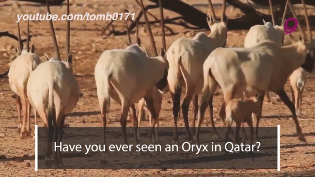 The Oryx - Qatar's National Animal! - YouTube