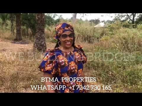 Growing Palm Trees , a Money Making Tree In Igbo Land Eastern Nigeria West Africa by Rowena