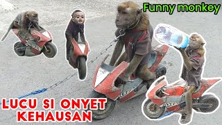 Funny Monkey topeng monyet lucu minum air full atraksi