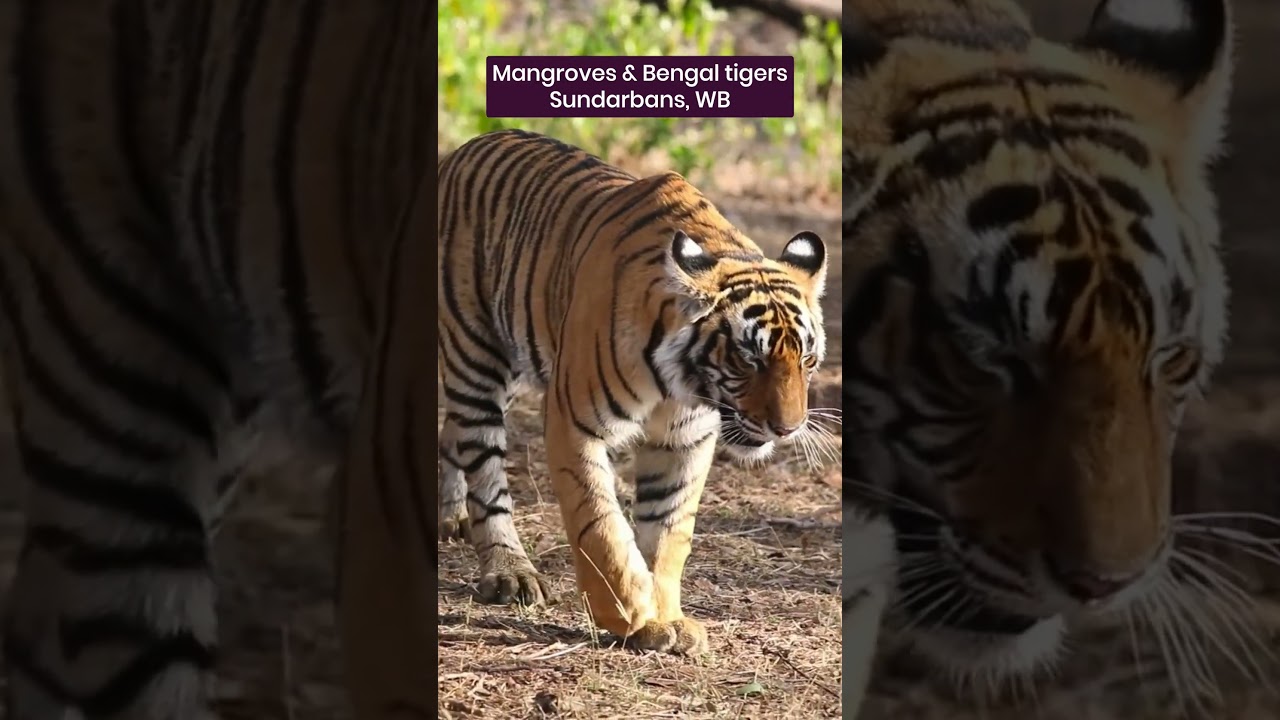 Explore India's HIDDEN Ramsar Sites for World Wetlands Day | Tripgyani