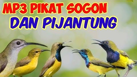 SUARA  PIKAT SOGON RIBUT KOMBINASI BURUNG PIJANTUNG
