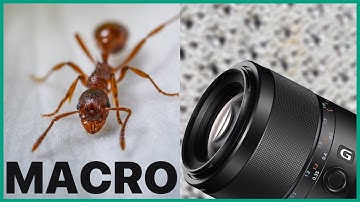 Macro Photography - Guess what this is!