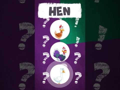 Quizy Easy English! Learn English - Farm Animals