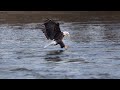 📸❄️ Bald Eagles in a Blizzard | Mary’s Lightning-Fast Catch ⚡🦅 in 4K #viral #wildlife #fishing