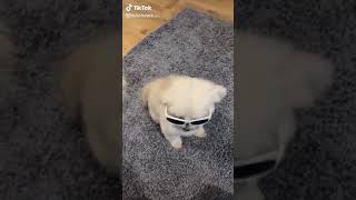 Tiktok Perrito Con Lentes