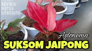 Aglonema Suksom Jaipong   Review Harga dan Unboxing