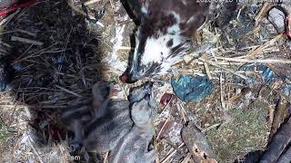 MNSA Jay Koolpix Osprey-Cam:5/20/2020 Breakfast