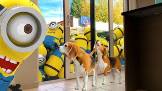 Dogs Vs Minion Prank : Funny Dogs Louie and Marie Ep5