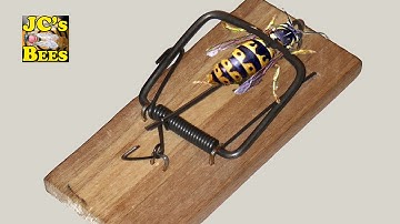 Making A Homemade Yellow Jacket, Hornet, Wax Moth Trap