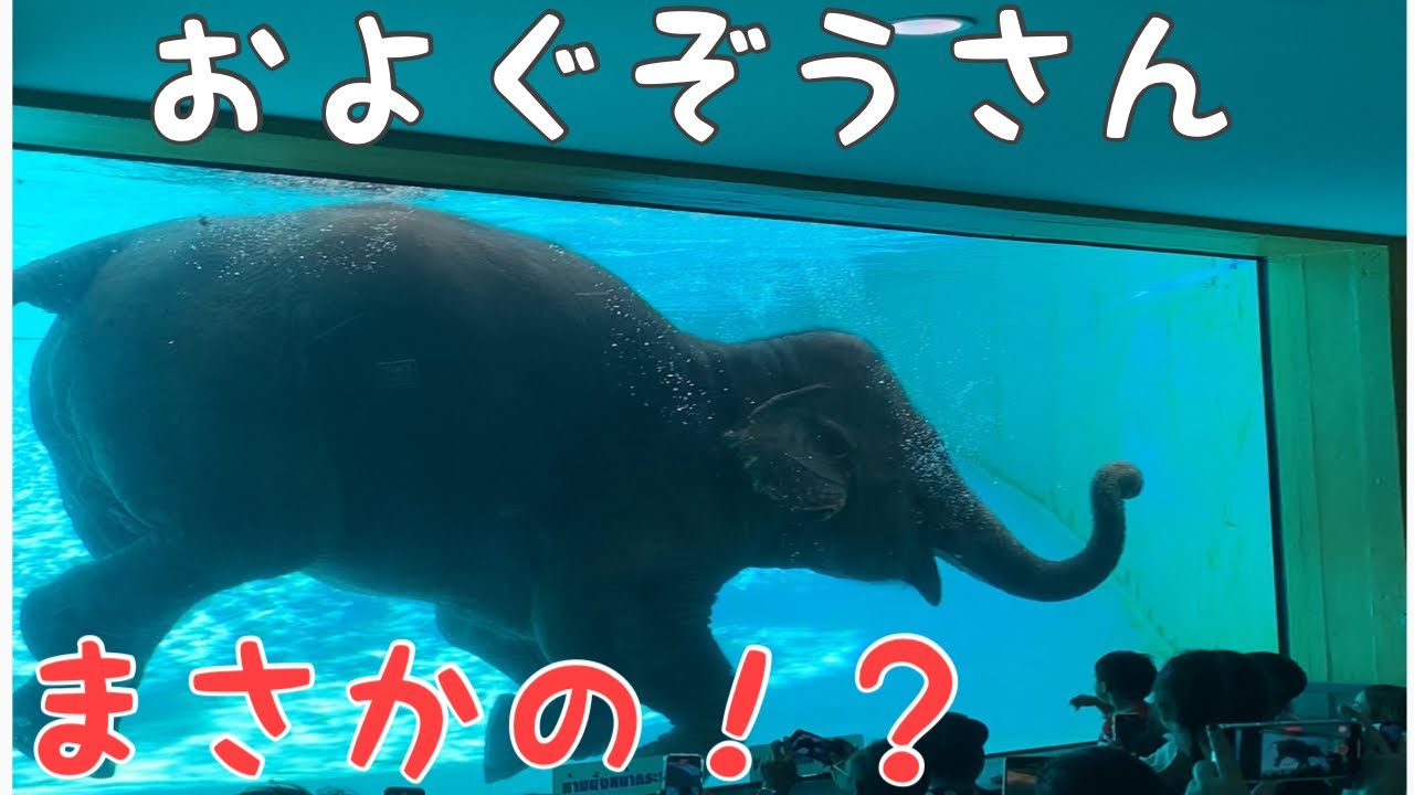 およぐぞうさん Swimming Elephant in Thailand