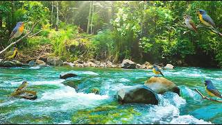 Nature Bird Sounds LIVE 🐦 Relaxing Woodland Ambience for Meditation & Sleep (No Music)