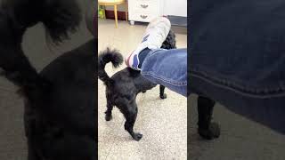 A Dog's Simple Joy: German Shepherd's Daily Happiness