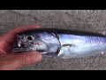 ソウダ節の原料となるメジカ（マルソウダの幼魚）。南紀ではスマガツオ・近畿圏ではソーダガツオとして知られる魚は、マルソウダという魚で、30ｃｍ以下の小さい固体はメジカと呼ばれます。