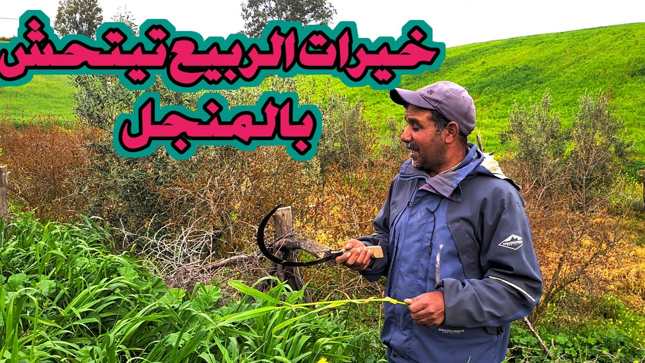 ايام زمان هد الخيرات معمرها كانت الربيع تيتحش بالمنجل