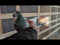 голуби Короли боя!  pigeons