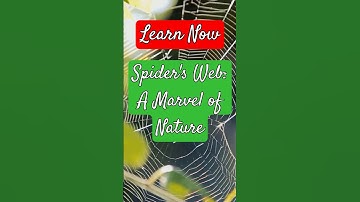 The Amazing Science Behind Spider Webs #spiders #wildlife #education #nature