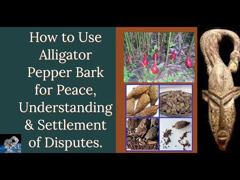 How To Use Alligator Pepper Bark For Peace Understanding Settlement Of Disputes 