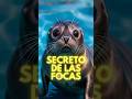 Las focas tienen un secreto increíble que nadie imagina!