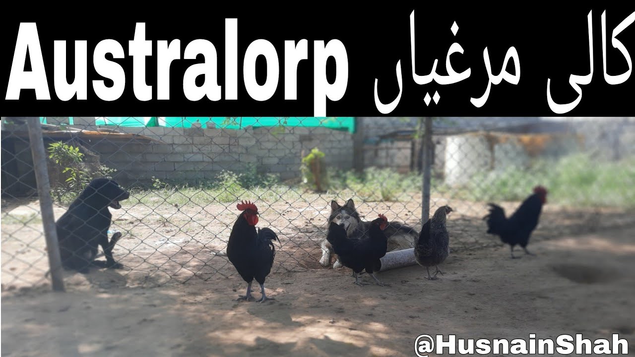 #Australorp