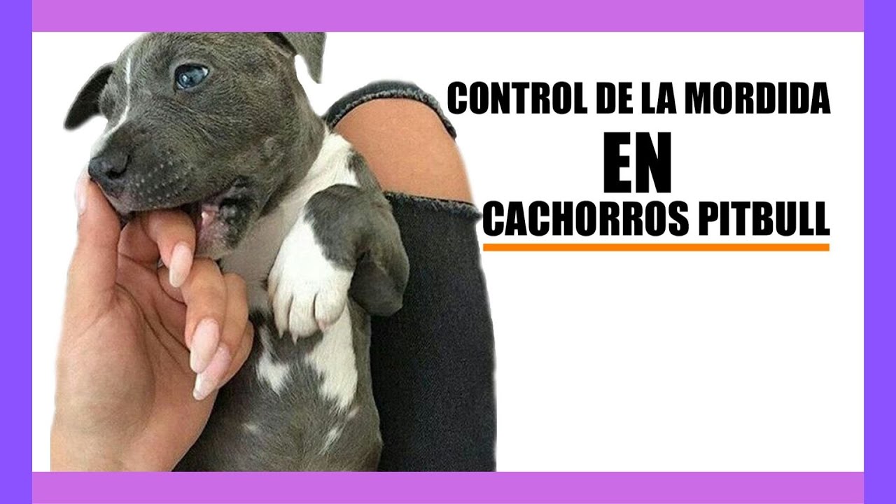 Pressão Da Mordida Do Pitbull - BRAINCP