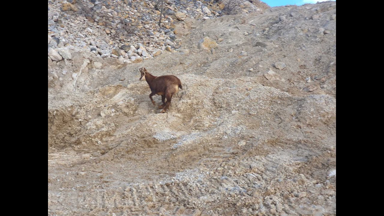 Divokoza u borskom kamenolomu