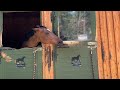 Cute horses enjoy messing with each other  wooglobe
