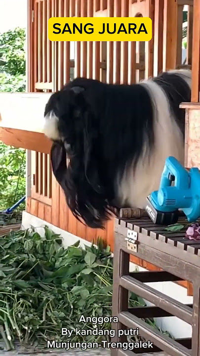 'ANGGORA' SANG JUARA #kambingpe #kambingkontes #kambingkaligesing