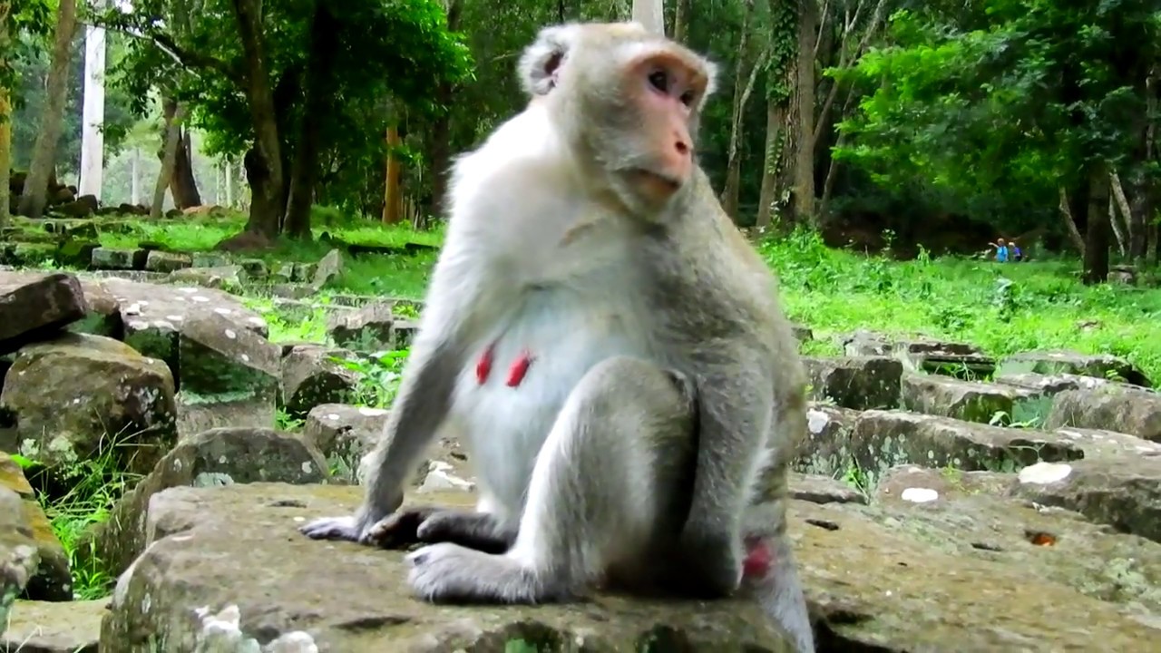 first foundry Why Big Pregnant Monkey Jane Does Touching At Her Back/ what Happen To Her