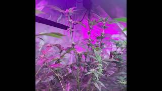 CANNAKAii Journal Grapefruit Cake Clones cuts from the first batch