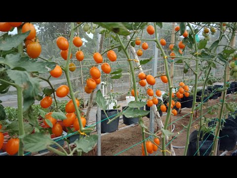 Video Đánh giá cà chua Nova Đài Loan qua 3 tháng trồng - youtube