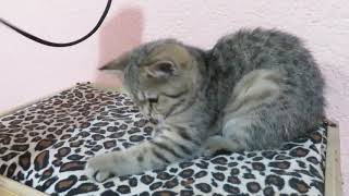 MVI 8018 by Criadero Gattara 19 views 4 years ago 30 seconds