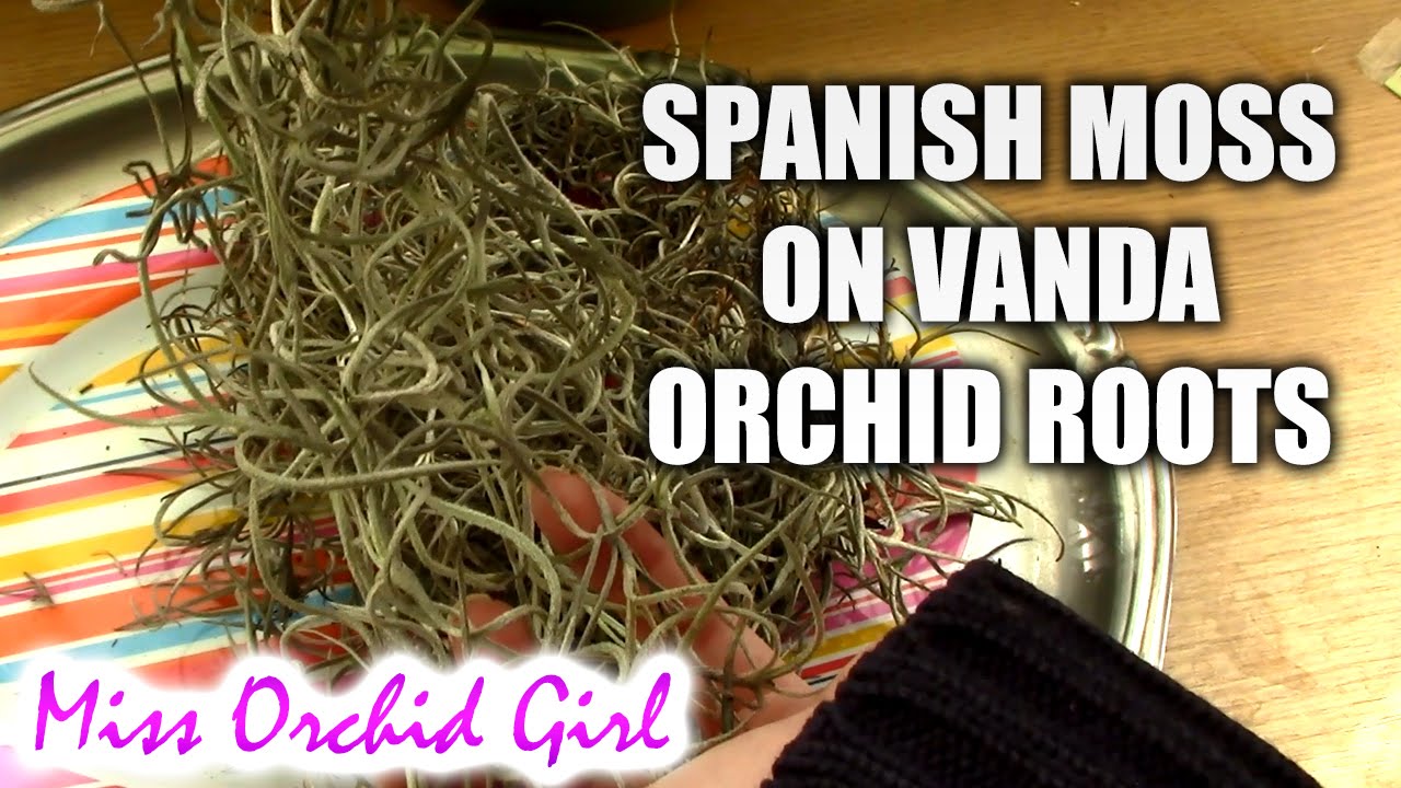 Mounting Spanish Moss on Vanda orchid roots YouTube