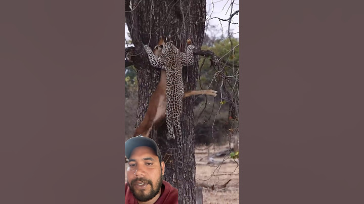 Leopard Fails Successfully🥺#shorts #trending #viralvideo #youtubeshorts