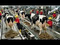 Inside the Cow Dung Power Business: How Animal Gold Is Turned Into Electricity (Secret Process)