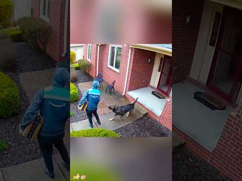 My dog became the delivery man's best friend.🐶📦😂#dog #cute #animlas #foryou #pet
