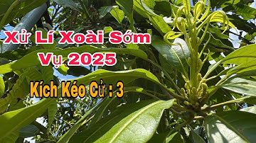 Xử Lí Xoài Sớm Vụ 2025, Kích Kéo Cử : 3 | VTK.CHANNEL