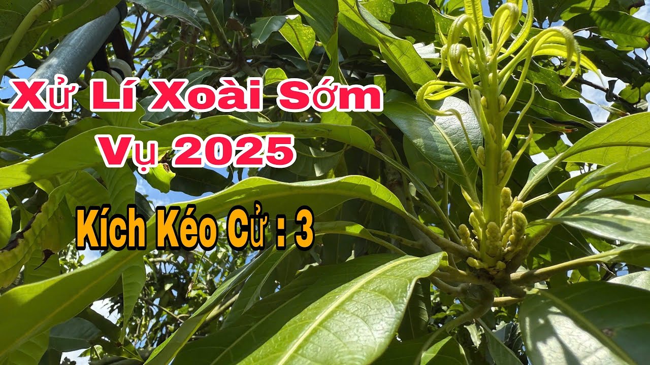 Xử Lí Xoài Sớm Vụ 2025, Kích Kéo Cử : 3 | VTK.CHANNEL