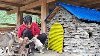 I am built a stone doghouse for my puppies on the island