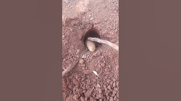 hóa ra đây là hang của ve sầu non