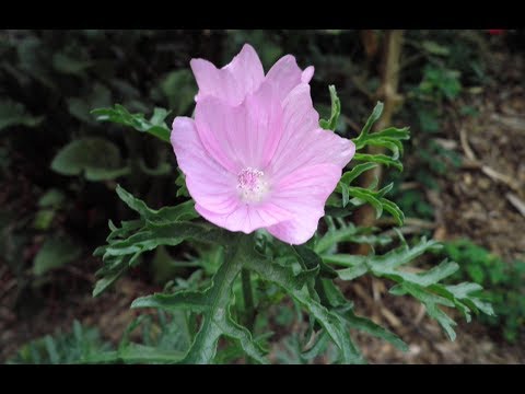 Video: Malopa (55 Foto's): Verschillen Tussen Een Bloem En Een Lavatera. Planten En Verzorgen In Het Open Veld. Malopa Paars En Drie-ingesneden, Andere Soorten. Groeien Uit Zaden