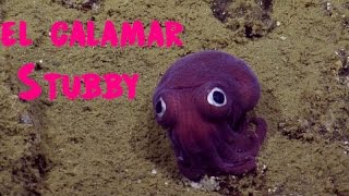 El calamar Stubby De Ojos Saltones |  Stubby Squid