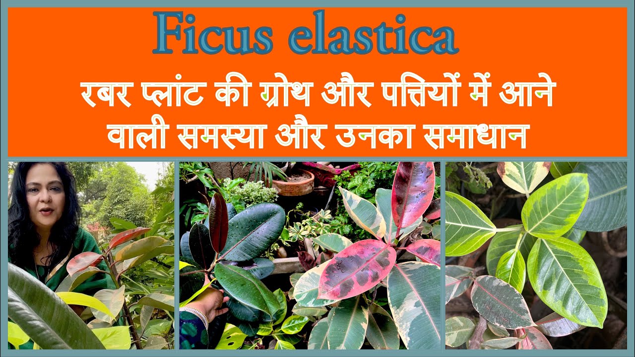 Common rubber plant problems and how to solve them॥रबर प्लांट में आने वाली समस्या और उसका समाधान
