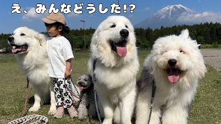【おかしい…】お出かけ早々ブチギレてた３歳児も大絶叫していた超大型犬達も急に黙り込んじゃいました汗｜グレートピレニーズ&オールドイングリッシュシープドッグ&トイプードル