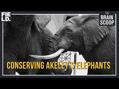 The 'Sistine Chapel of Taxidermy' - Conserving Akeley's Elephants