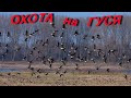 # 42 Охота на гуся!!! Лучшие налёты и выстрелы!!! Hunting for a goose !!! Full version!!!