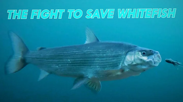 The Fight to Save Lake Whitefish | Great Lakes Now | Full Episode