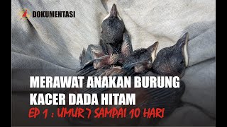 BIRD DOCUMENTARY : MERAWAT ANAK BURUNG KACER #EP1 USIA 7 SAMPAI 10 HARI